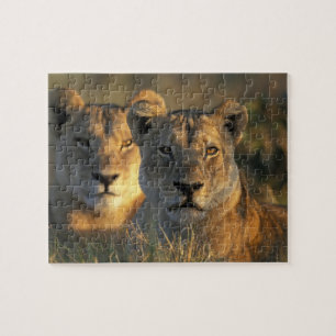 Botswana, Nationaal park Chobe, Leeuwinnen Legpuzzel