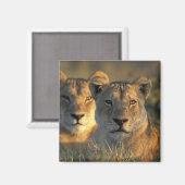 Botswana, Nationaal park Chobe, Leeuwinnen Magneet (Voorkant / Achterkant)