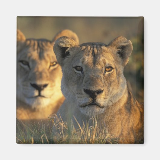 Botswana, Nationaal park Chobe, Leeuwinnen Magneet (Voorkant)