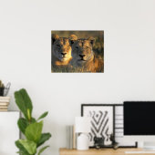 Botswana, Nationaal park Chobe, Leeuwinnen Poster (Thuiskantoor)