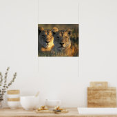 Botswana, Nationaal park Chobe, Leeuwinnen Poster (Keuken)