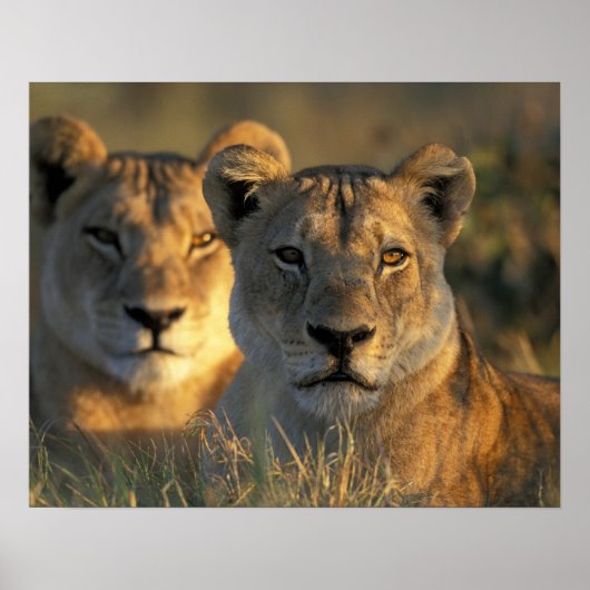 Botswana, Nationaal park Chobe, Leeuwinnen Poster (Voorkant)