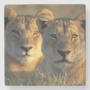 Botswana, Nationaal park Chobe, Leeuwinnen Stenen Onderzetter