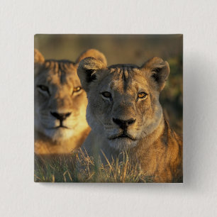 Botswana, Nationaal park Chobe, Leeuwinnen Vierkante Button 5,1 Cm