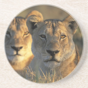 Botswana, Nationaal park Chobe, Leeuwinnen Zandsteen Onderzetter