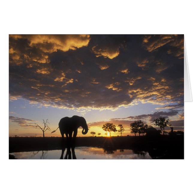 Botswana, Nationaal park Chobe, Olifant (Voorkant Horizontaal)