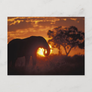 Botswana, Nationaal Park Chobe, olifant Briefkaart