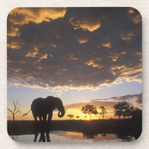 Botswana, Nationaal park Chobe, Olifant Drankjes Onderzetter