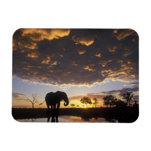 Botswana, Nationaal Park Chobe, Olifant Magneet
