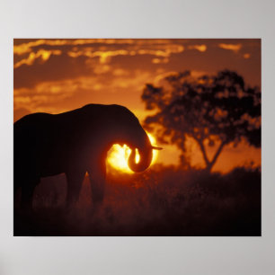 Botswana, Nationaal Park Chobe, olifant Poster