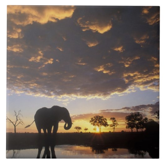 Botswana, Nationaal park Chobe, Olifant Tegeltje (Voorkant)