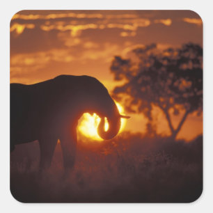 Botswana, Nationaal Park Chobe, olifant Vierkante Sticker
