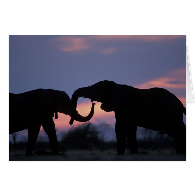 Botswana, Nationaal Park Chobe, Olifanten (Voorkant Horizontaal)