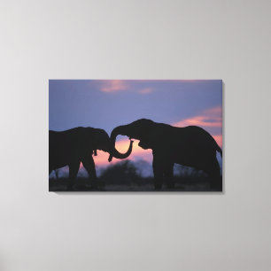 Botswana, Nationaal park Chobe, Olifanten Canvas Afdruk