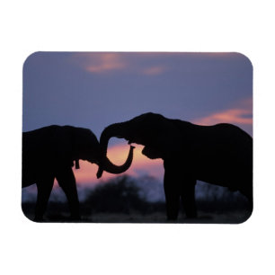 Botswana, Nationaal park Chobe, Olifanten Magneet