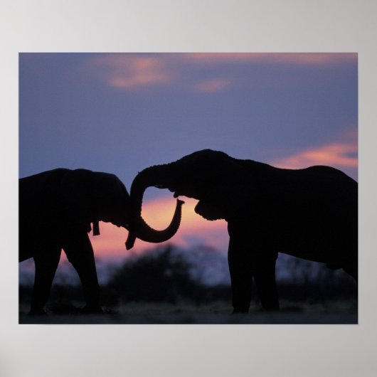 Botswana, Nationaal park Chobe, Olifanten Poster (Voorkant)
