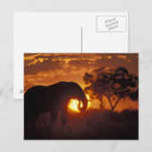 Botswana, Nationaal park Chobe, Stier Olifant Briefkaart (Voorkant / Achterkant)