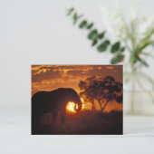 Botswana, Nationaal park Chobe, Stier Olifant Briefkaart (Staand voorkant)