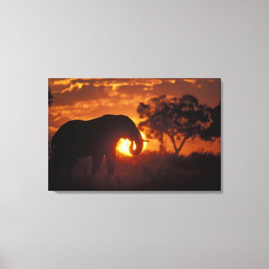 Botswana, Nationaal Park Chobe, Stier Olifant Canvas Afdruk (Voorkant)