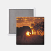 Botswana, Nationaal Park Chobe, Stier Olifant Magneet (Voorkant / Achterkant)