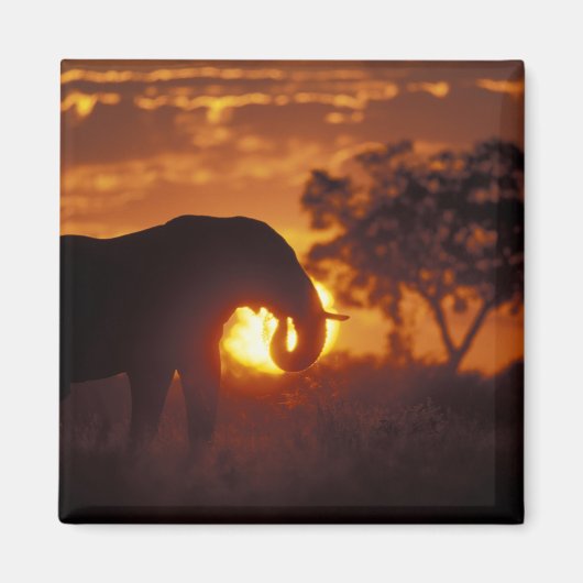 Botswana, Nationaal Park Chobe, Stier Olifant Magneet (Voorkant)