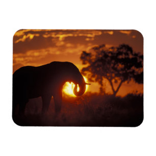 Botswana, Nationaal park Chobe, Stier Olifant Magneet