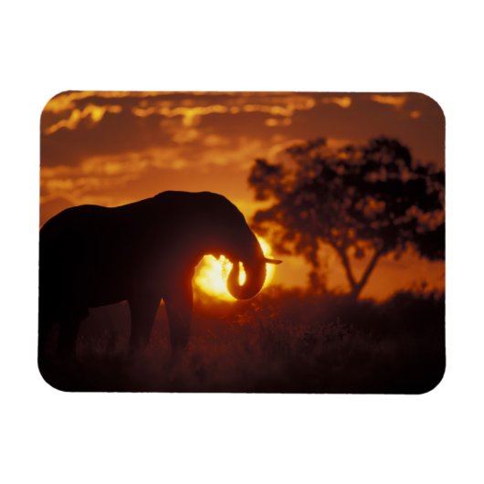 Botswana, Nationaal park Chobe, Stier Olifant Magneet (Horizontaal)