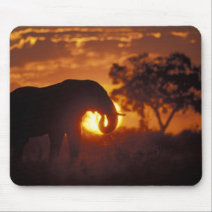 Botswana, Nationaal park Chobe, Stier Olifant Muismat
