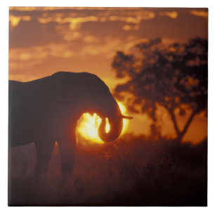 Botswana, Nationaal Park Chobe, Stier Olifant Tegeltje
