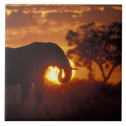 Botswana, Nationaal Park Chobe, Stier Olifant Tegeltje (Voorkant)