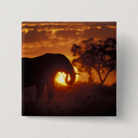 Botswana, Nationaal park Chobe, Stier Olifant Vierkante Button 5,1 Cm (Voorkant)