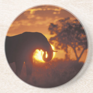 Botswana, Nationaal park Chobe, Stier Olifant Zandsteen Onderzetter