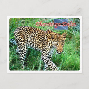 Botswana - Okavango Delta - Briefkaart