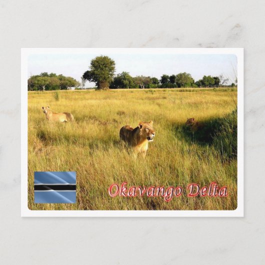 Botswana - Okavango Delta - Briefkaart (Voorkant)