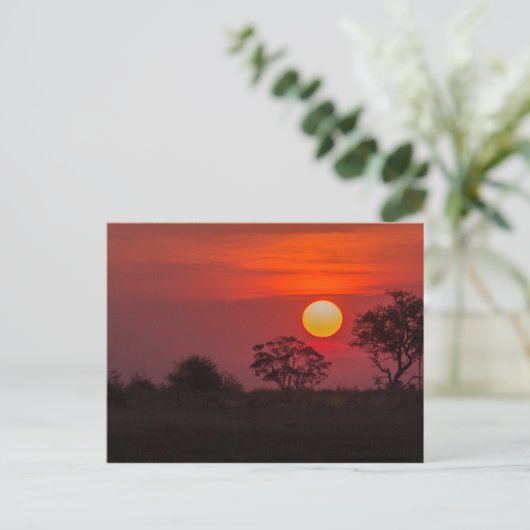 Botswana Okavango Delta Sunset Briefkaart (Staand voorkant)