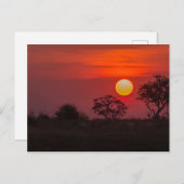 Botswana Okavango Delta Sunset Briefkaart (Voorkant / Achterkant)