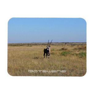 Botswana Oryx Animal Savannah Travel Magneet