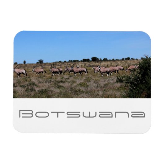 Botswana Oryx Animals Savannah Travel Magneet (Horizontaal)