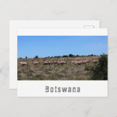 Botswana Oryx Wilde Dieren Savannah Landschap Briefkaart (Voorkant / Achterkant)