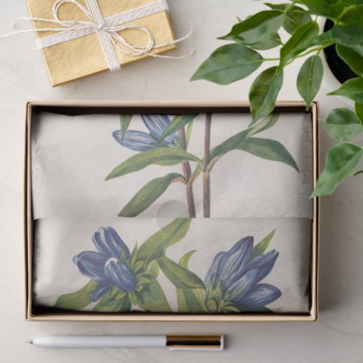 Bottelgentian van Mary Vaux Walcott Tissuepapier (Geschenk)