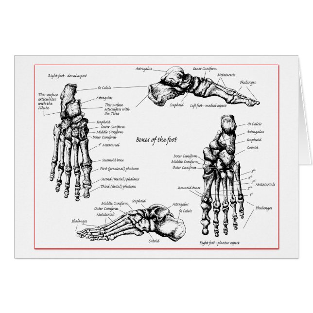 Botten. (Voorkant Horizontaal)