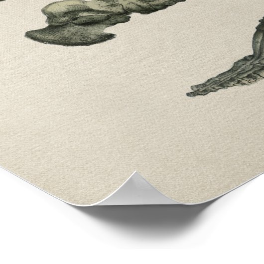 Botten Anatomie afdruk Poster (Hoek)