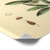 Botten Anatomie kruidenkunst Poster (Hoek)