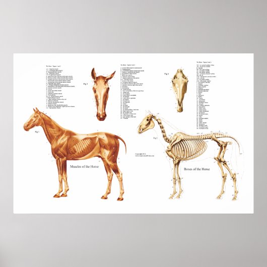 Botten en Posters van paardenanatomie (Voorkant)