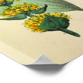 Botten Medicinal Anatomy Medical Art Print (Hoek)