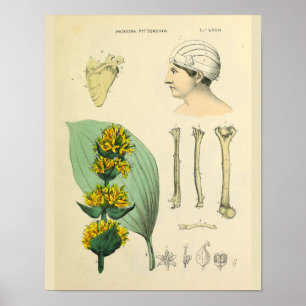 Botten Medicinal Anatomy Medical Art Print