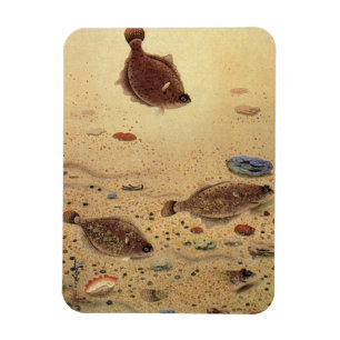 Botten of Platvissen, Vintage Mariene Oceaanleven  Magneet