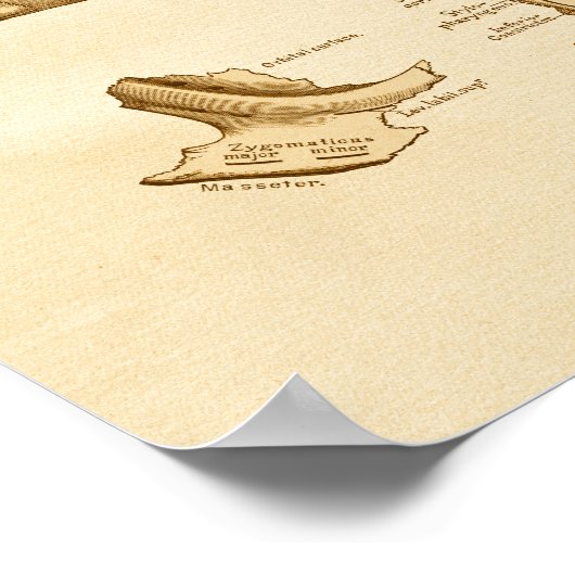  Botten ter illustratie van de anatomie van de sch Poster (Hoek)