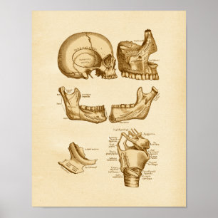  Botten ter illustratie van de anatomie van de sch Poster