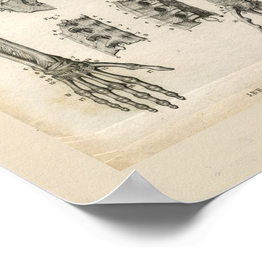 Botten van de  anatomie van de boog poster (Hoek)